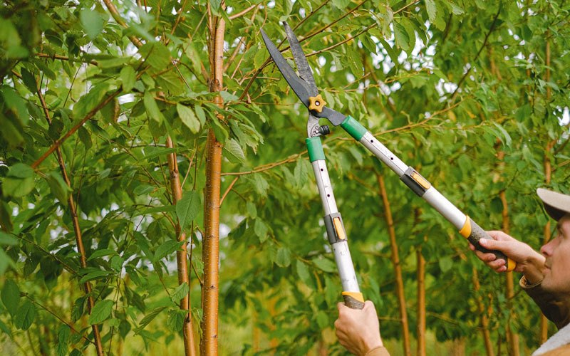 Tree trimming in Bluebell, UT