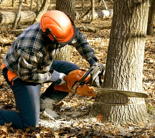Tree Removal in Bluebell, UT